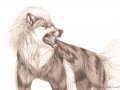 c_1231606534639_Arcanine.jpg